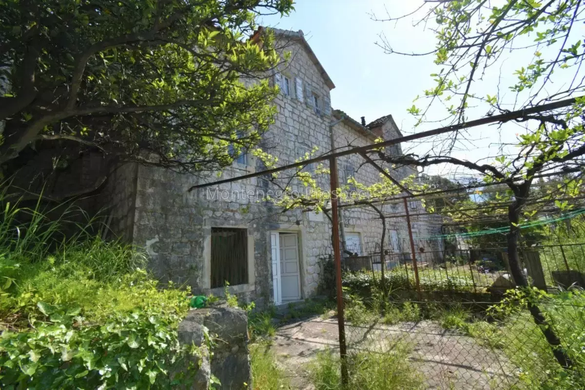 Kot 0362 1200x800.jpg