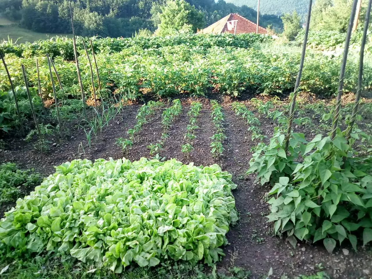 S16106 berane imanje 7