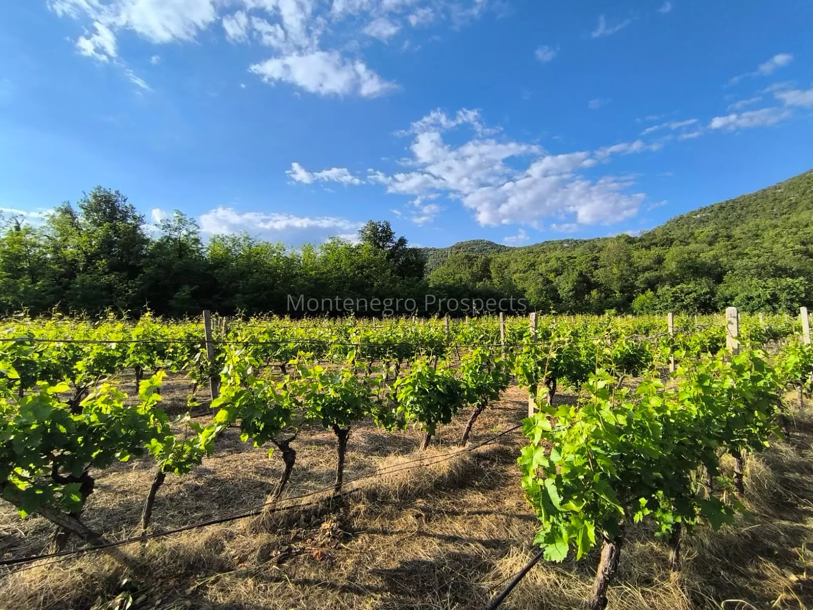 14187 vinograd drusici 11