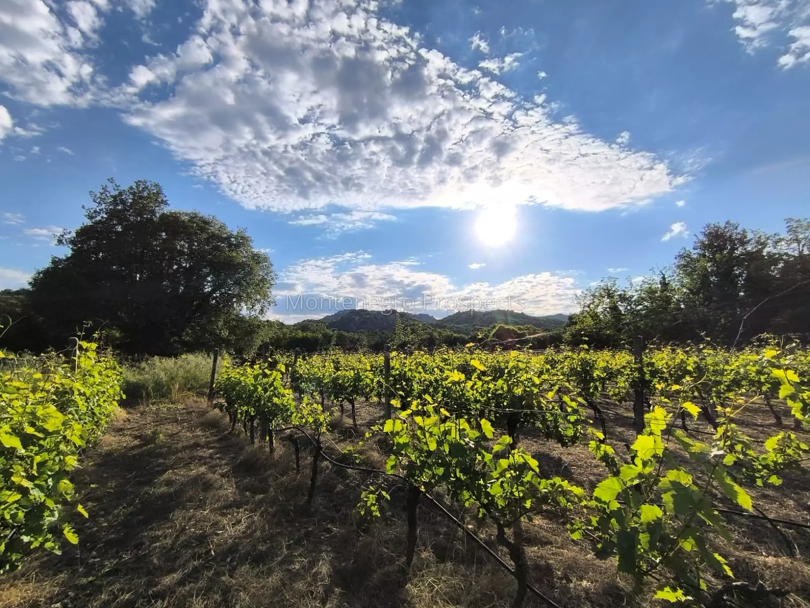14187 vinograd drusici 9