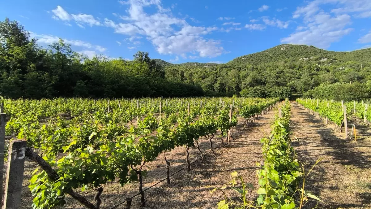 14187 vinograd drusici 10