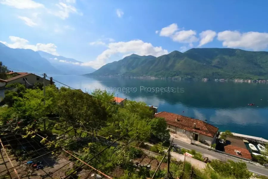 Kot 0328 1200x800.jpg