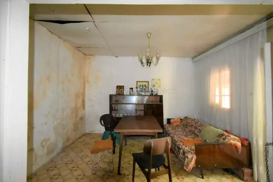 Kot 0335 1200x800.jpg