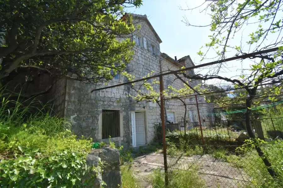 Kot 0362 1200x800.jpg