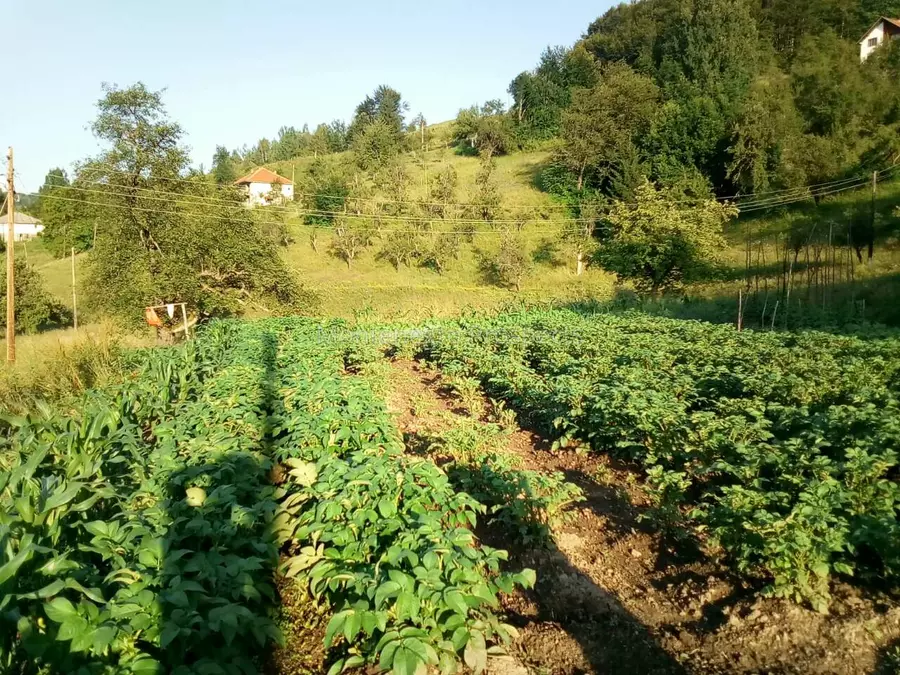 S16106 berane imanje 4