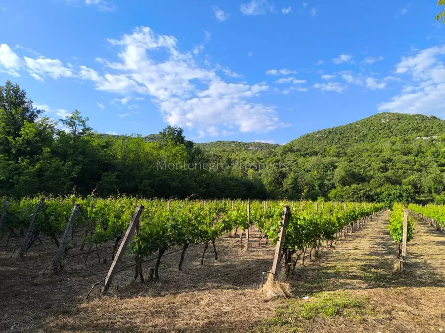 14187 vinograd drusici 12
