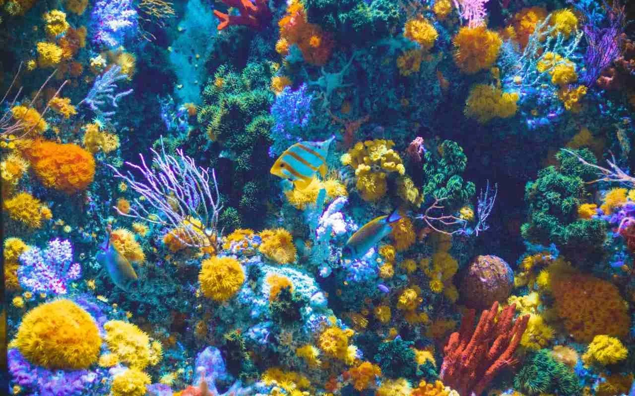 Crna gora korali podvodni svet